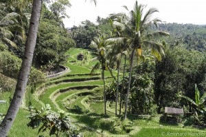Reisterrassein beim Gunung Kawi